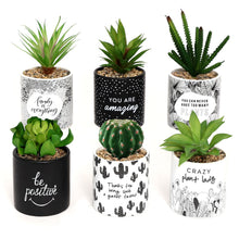 Pot Plant - Family
